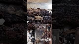 🐜 Harpegnathos venator amp Żywy Świerszcz bananowy Gryllodes sigillatus [upl. by Ellenahc827]