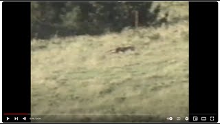 Tasmanian tiger Redux1998 footage South GippslandVictoriaMainland Australia [upl. by Lib]