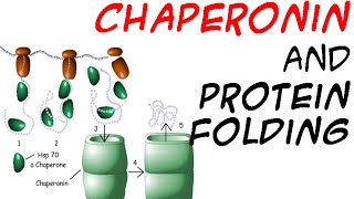 Chaperones and protein folding [upl. by Sirdi76]