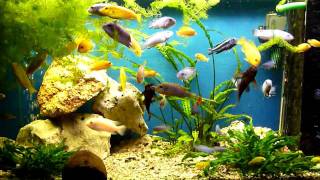 Feeding Malawi African Cichlids with SERA Granu Green [upl. by Attolrahc]