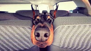 Funny Doberman Dogs  Dobermans are Awesome Dog Breed  Compilation [upl. by Attelrac724]