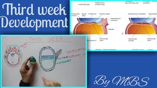 Third week of development part 1 of 2 gastrulation and chorionic villi [upl. by Nue244]