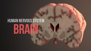 Human Nervous System Part 2  How the Brain Works Animation [upl. by Marian]