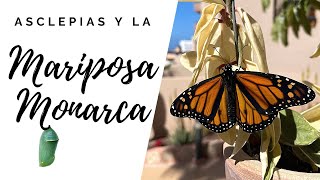 La migración de las mariposas monarca Un tour de Google Earth con subtítulos en español [upl. by Wane]