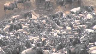 Great Wildebeests Migration [upl. by Caron970]