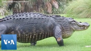 Massive alligator casually walks across golf course [upl. by Annuahs]