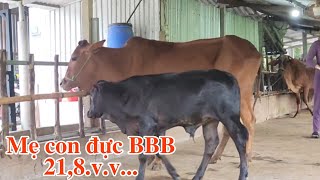 1407  Mẹ con đực BBB 218 Mẹ con cái 185 3 con đực 35  Trại Bò Thành Trung [upl. by Lleznol]