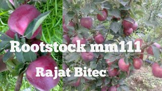 Rootstocks Apple 🍎plant Mm111 jeromine Rajat bitech 2018 Apple Orchard in kasmir [upl. by Lobel299]