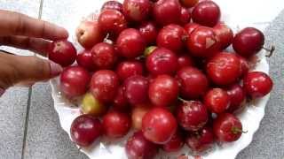 Colorful Fruit  Flacourtia Inermis  Lobi lobi Fruits  batoko plum  lovilovi [upl. by Levinson]