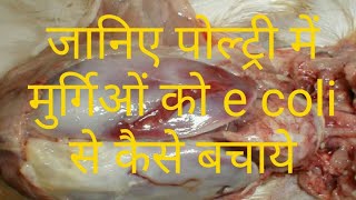 e coli  पोल्ट्री फार्म में e coli को कैसे रोके  e coli treatment in hindi  e coli in poultry [upl. by Patin818]