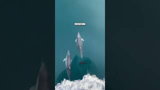 Why Dolphins LOVE Modern Ships 😱 [upl. by Clarita]