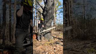 BIG CHAINSAW vs GIANT TREE [upl. by Ydderf]