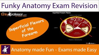 Superficial Flexor Compartment of the Forearm  Exam Revision [upl. by Ettennaej429]