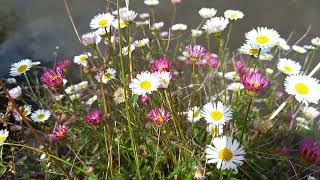 Mexican Fleabane Magic A Cotswolds Summer with Beautiful Demoiselle Damselfly [upl. by Halivah]