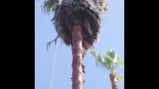 San Diego Palm Tree Maintenance [upl. by Glantz117]