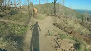 Brookbank a Brand New Trail Flagstaff AZ [upl. by Schuster]