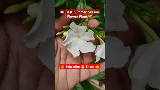 10 Best Summer Season Flower Plant🌱 shortvideo viralvideo garden flower nature summerseason [upl. by Spenser]