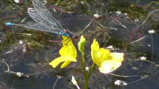 Utricularia minor lesser bladderwort is a small perennial carnivorous plant genus Utricularia [upl. by Bunnie344]