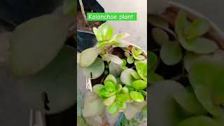 kalanchoe plant shortvideo gardening viralvideo [upl. by Yanahc]