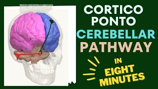 Cerebro cerebellar circuit 🧠 IN EIGHT 🎱 MINUTES [upl. by Leak]