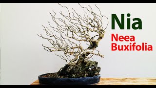 Neea Buxifolia  Nia bonsai barrido por viento  Nuevo diseño  Nia windswept style  New Design [upl. by Alius]