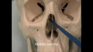 Osteology of the Skull 7 The Face [upl. by Letizia368]