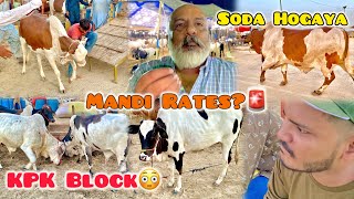 Soda Hogaya🚨 KPK Block Sasta😳 Northern Bypass Mandi Loot Li🙄 Mandi Rates  Cow Mandi  MiniZooKashi [upl. by Annahs]