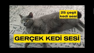 25 Çeşit Kedi Sesi  Gerçek Kedi Sesi  Yavru Kedi Sesi  Cat Meowing [upl. by Leryt]