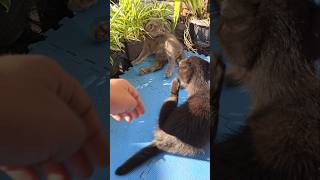 My New Beautiful kittens kucing funny catlovers Cat petlovers [upl. by Catina]