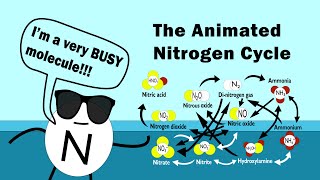 The Nitrogen Cycle Animated [upl. by Peyter]