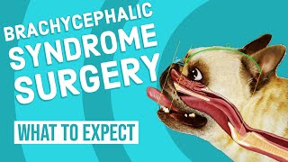 Brachycephalic Syndrome Surgery  What to Expect [upl. by Itin]