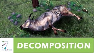 DECOMPOSITION  PART 01 [upl. by Yelkcub]