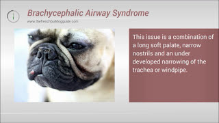 French Bulldog Brachycephalic Airway Syndrome  BAS [upl. by Sigismondo]