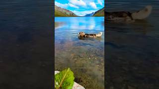 Beautiful video shorts animals nature dog FurryFeatheredFun [upl. by Gove]