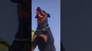 TOP Most Popular Dog Breeds 2024😱 dog rottweilerdoberman Please Like amp Subscribe [upl. by Bradman]