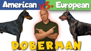 American vs European Doberman Which is Better [upl. by Templia]