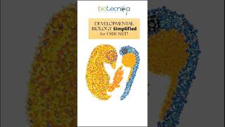 Developmental Biology Simplified For CSIR NET Life Science Aspirants developmentalbiology csirnet [upl. by Corbie]