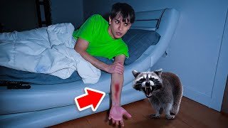 A Vicious Raccoon ATTACKED Me In The Middle Of The Night [upl. by Makell]