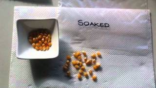 Germinating Supermarket Popcorn [upl. by Engvall]