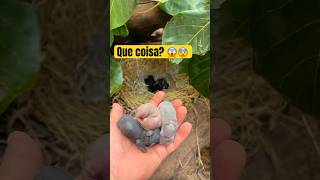 Olha essa descoberta 😱😱😨😨 petbunny animais petrabbit cachorro pet animals rabbito [upl. by Nayhr]