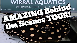 Amazing Aquarium Plants and fish Behind the scenes Wirral Aquatics fish aquarium fishshoptour [upl. by Alegnat]