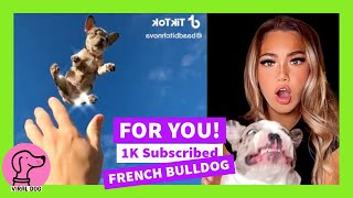 🥇The 50 best Funny FRENCHIE Videos 2021😂 Improve your day [upl. by Sirhc]