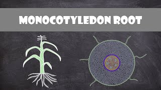 Monocot Root Structure  Plant Biology [upl. by Helgeson]