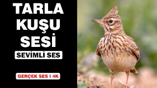 Gerçek Tarla Kuşu Sesleri l Yüksek Kalite l Sevimli Tarla Kuşu Sesi Deneyimi l 4K [upl. by Goran]