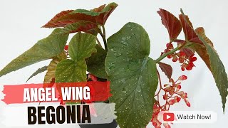 Angel Wing Begonia  TinyLeaf [upl. by Naz]