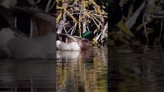 Mallard vs Rouen Ducks which one should you raise ducks duckcall ducklife duckfarmer [upl. by Jahdal139]