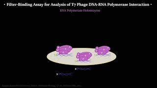 Figure 62 and 63 RNAP holoenzyme binds promoter DNA better than core enzyme [upl. by Lauro124]