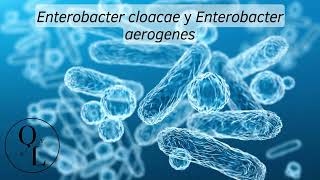 Enterobacter aerogenes y Enterobacter cloacae Causantes de Bacteremia o Septicemia bacteriana [upl. by Notelrahc924]