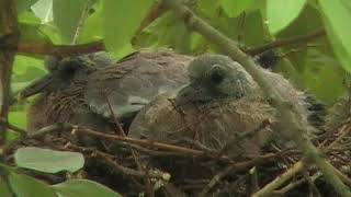 Ringeltauben im Nest  fledgling ringdove [upl. by Attennaj]