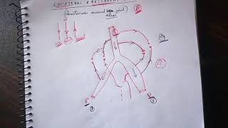 Recurrent and Collateral Anastomosis  Anastomosis Around Elbow Joint  TCML [upl. by Nine]